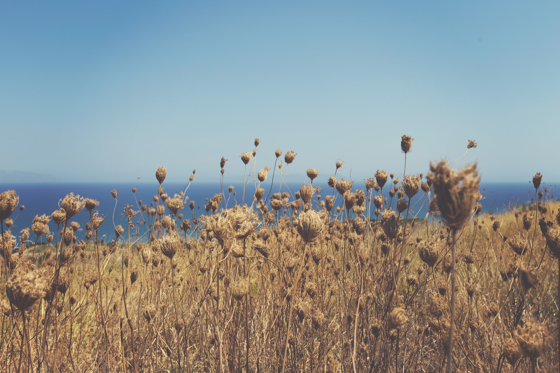 Picture of a field