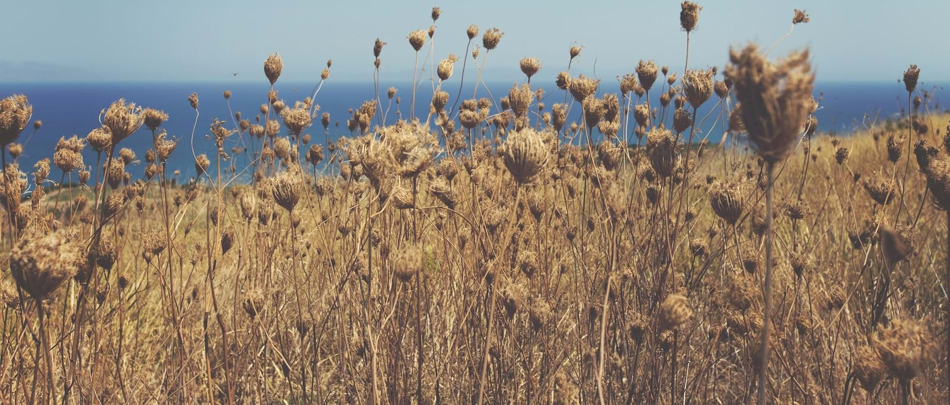 Picture of a field cropped