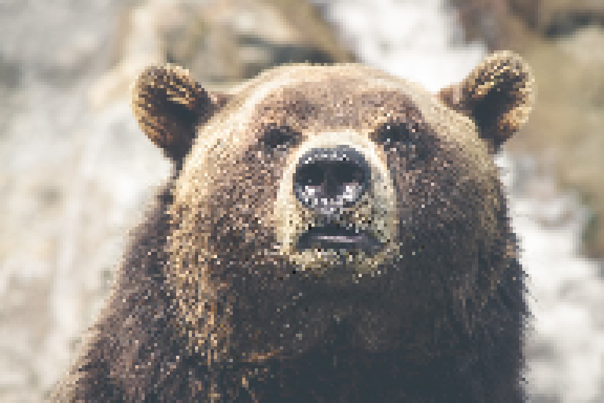 Pixilated picture of a really cool bear